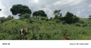 5acres of Land on Sale in Bombo Kalule