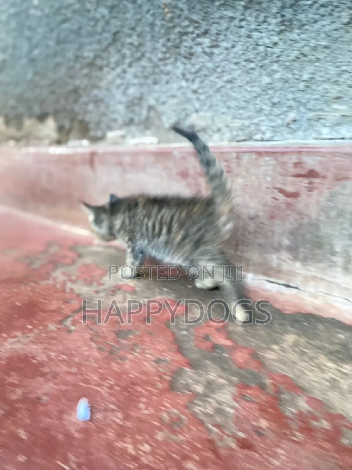 1-3 months Female Mixed Breed Egyptian Mau