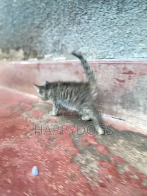 1-3 months Female Mixed Breed Egyptian Mau