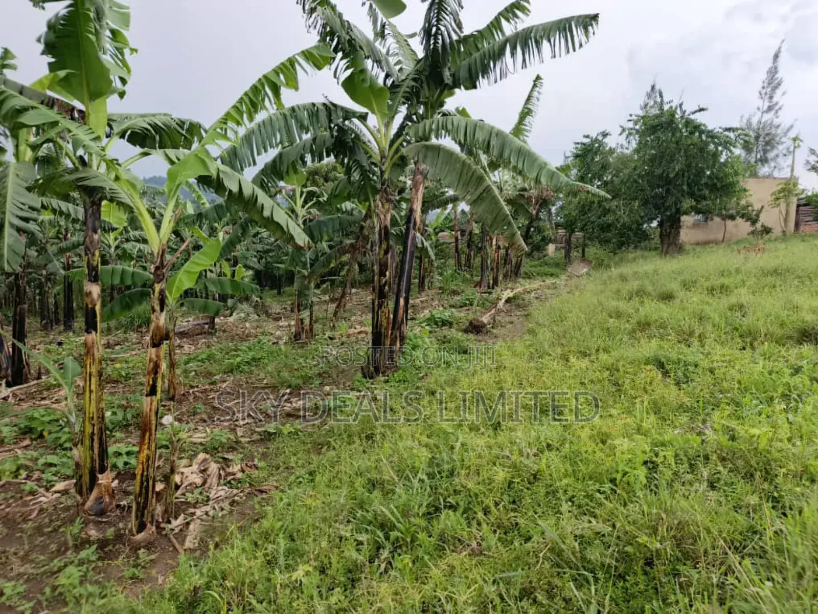 100by50ft Plot for Rent in Gayaza