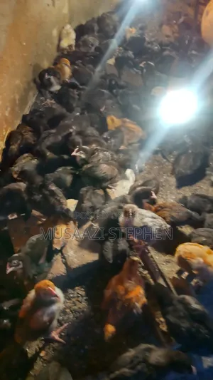 Photo - Oasis Local Poultry Farm Mutungo Binna