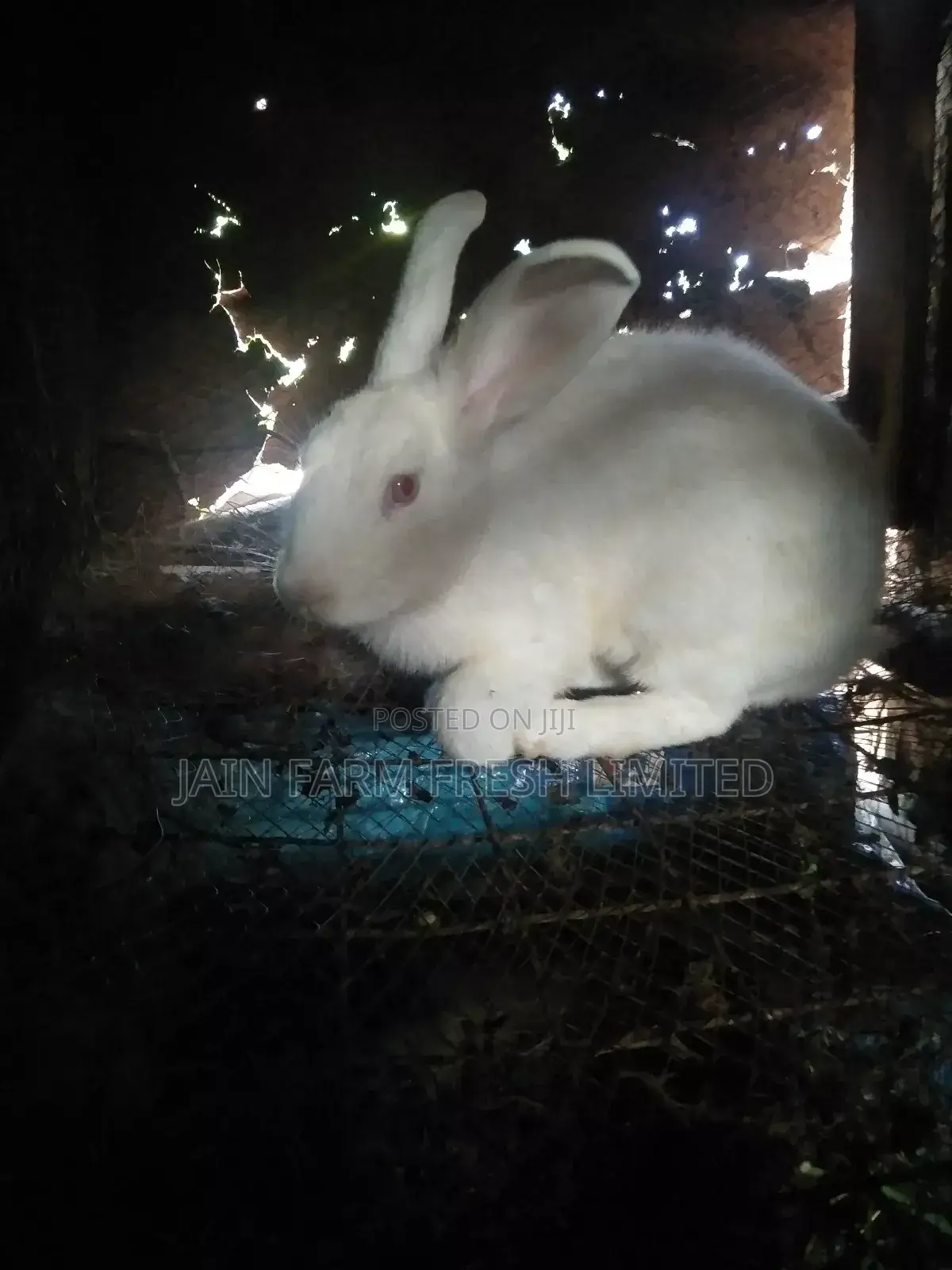 Rabbits on Market