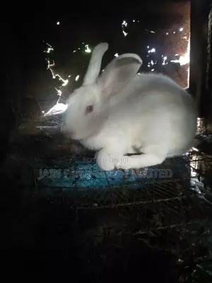 Rabbits on Market