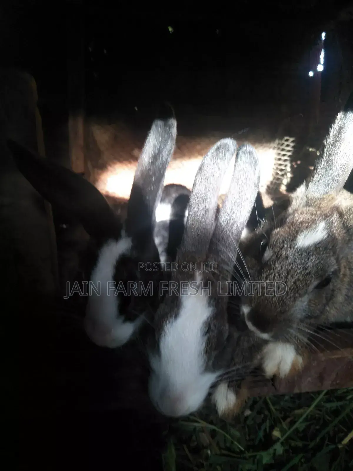 Rabbits on Market