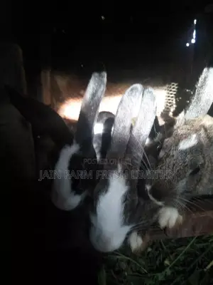 Rabbits on Market