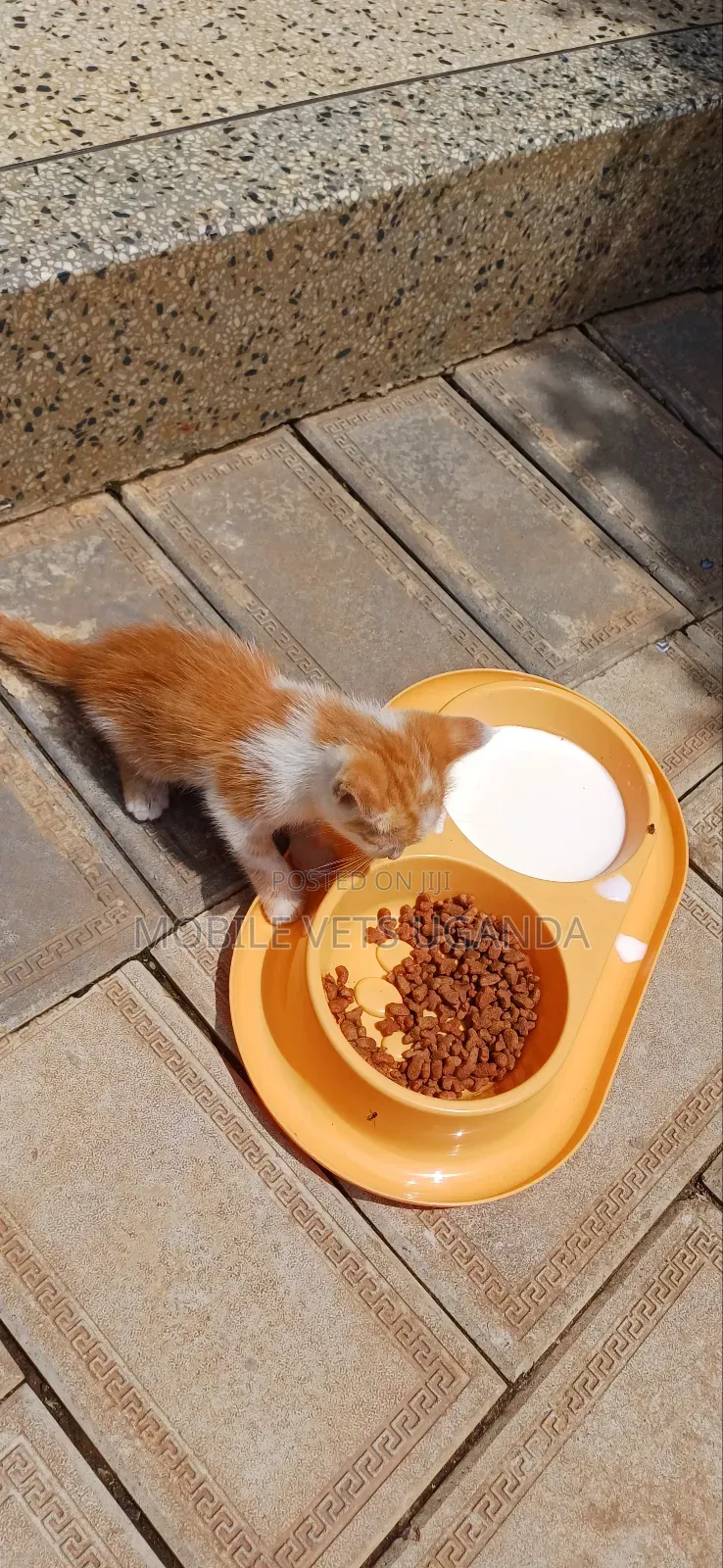 0-1 month Male Purebred Ragdoll