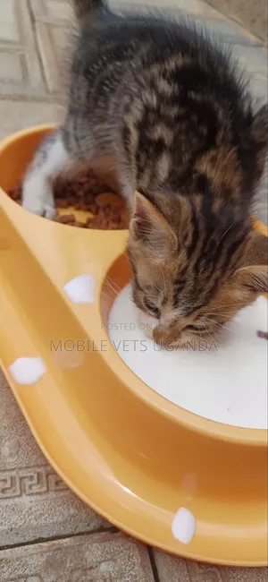 1-3 months Female Purebred Egyptian Mau