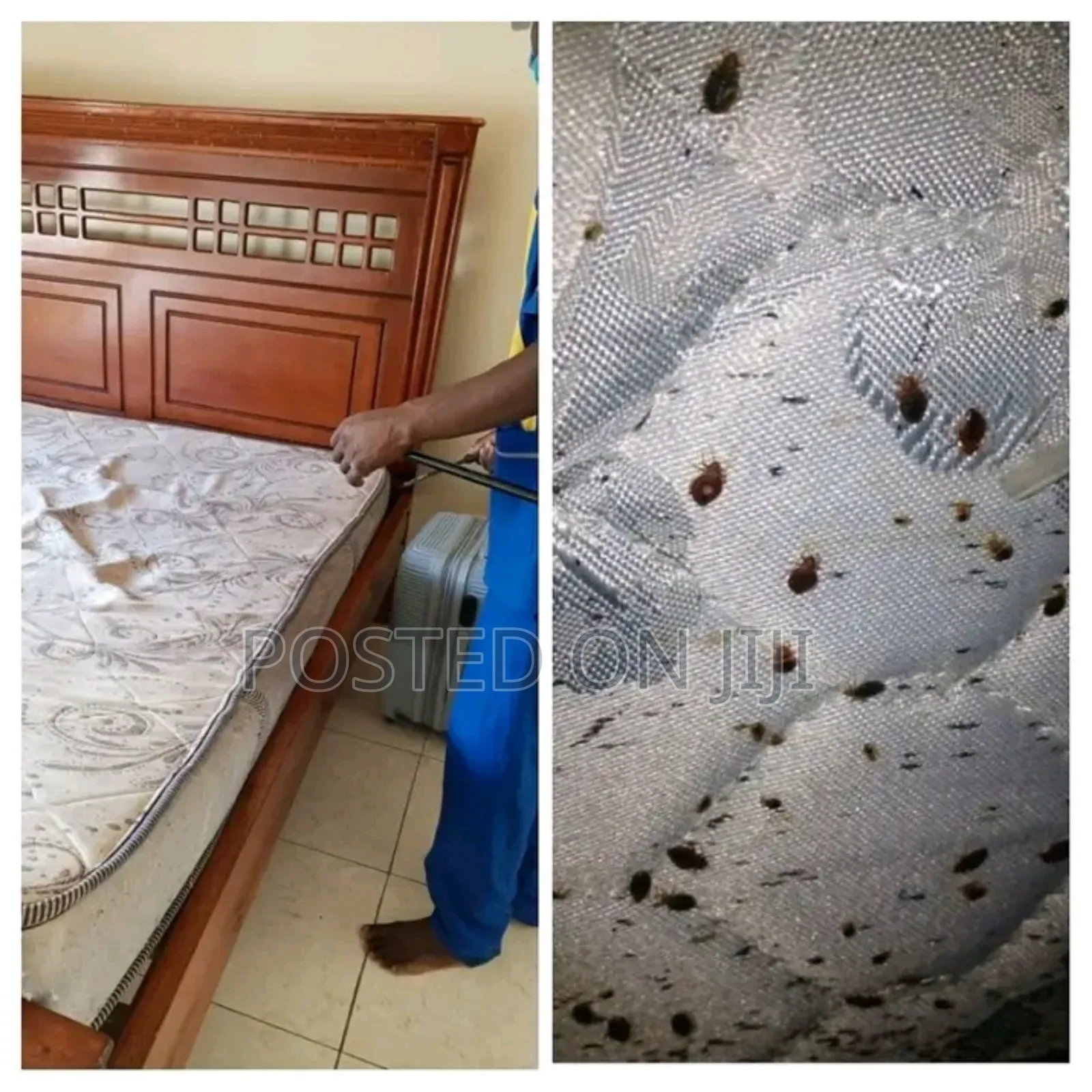 Fumigation Services