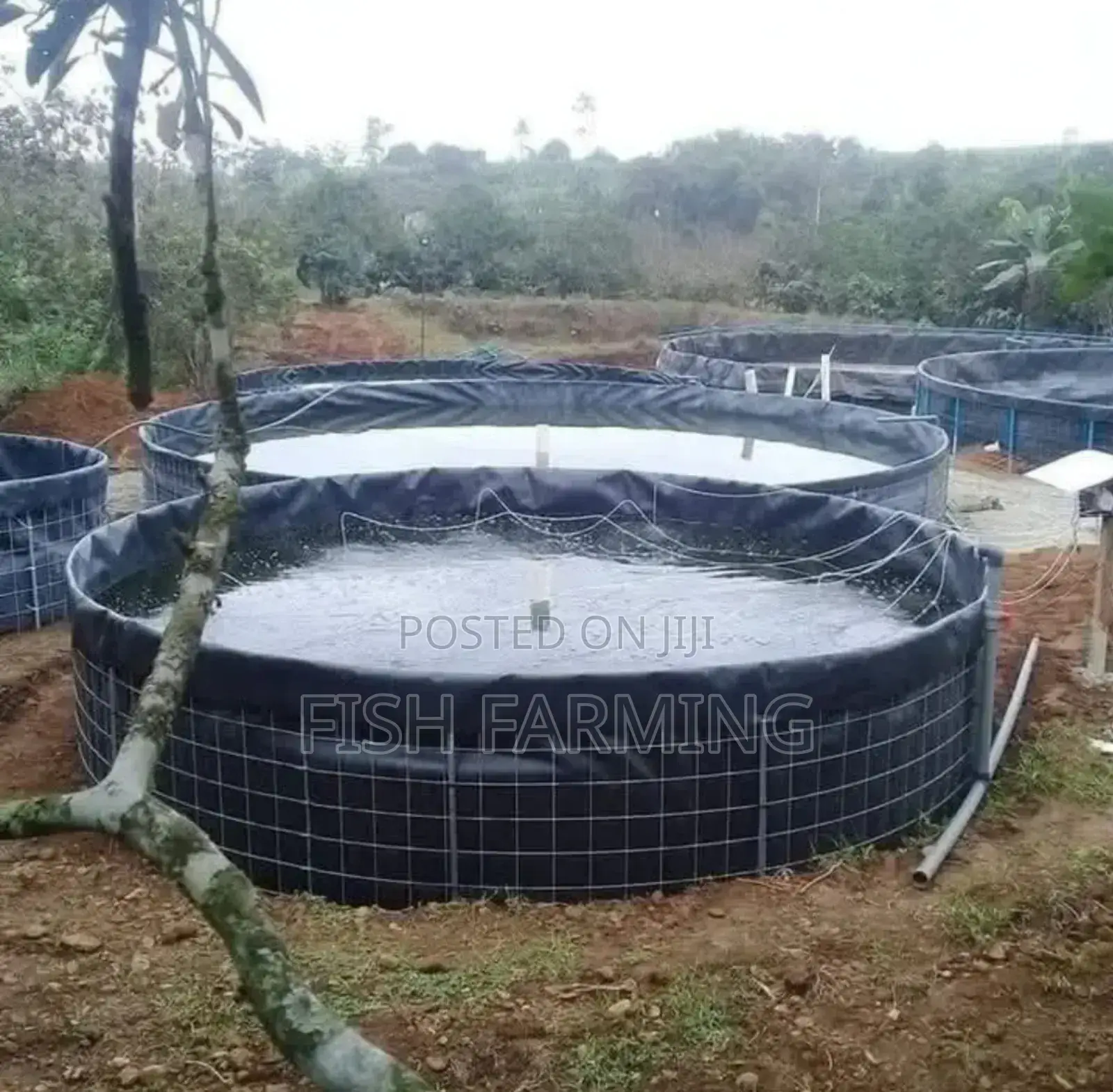 Modern Fish Farming Tank