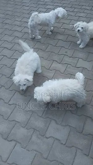 Photo - 6-12 months Male Purebred Maltese