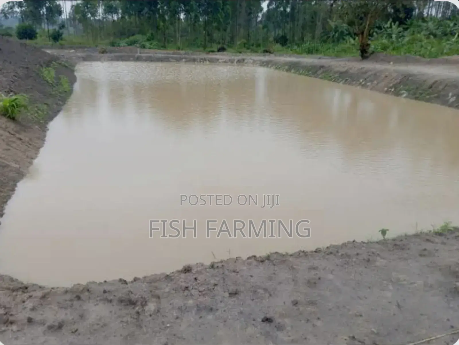 Start Fish Pond