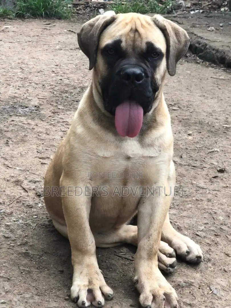 3-6 months Male Purebred Boerboel
