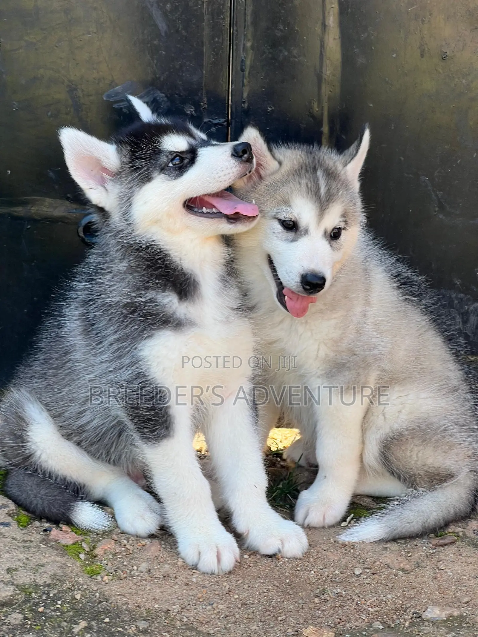 1-3 months Male Purebred Siberian Husky