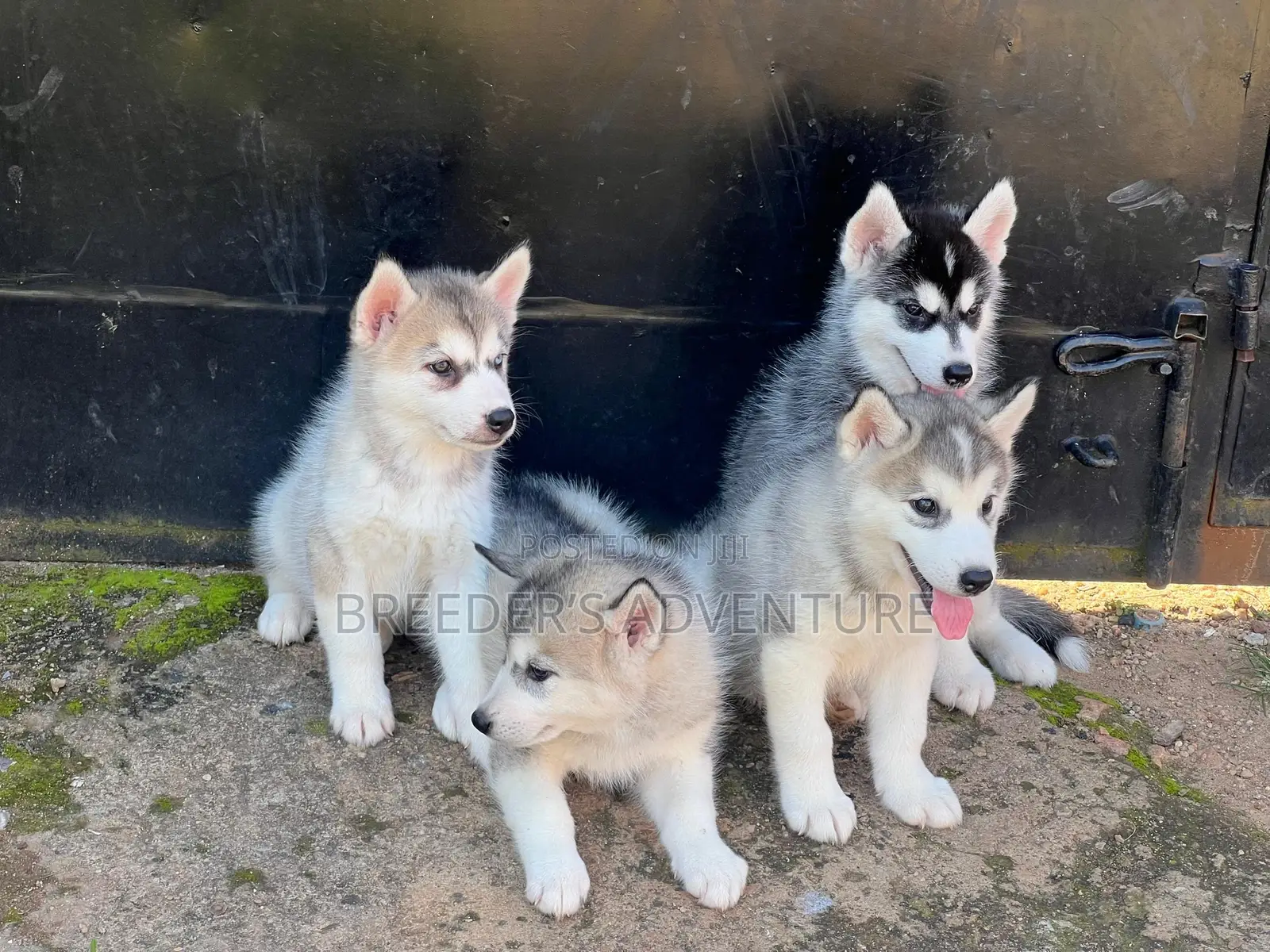 1-3 months Male Purebred Siberian Husky