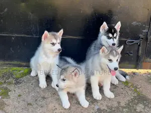 1-3 months Male Purebred Siberian Husky