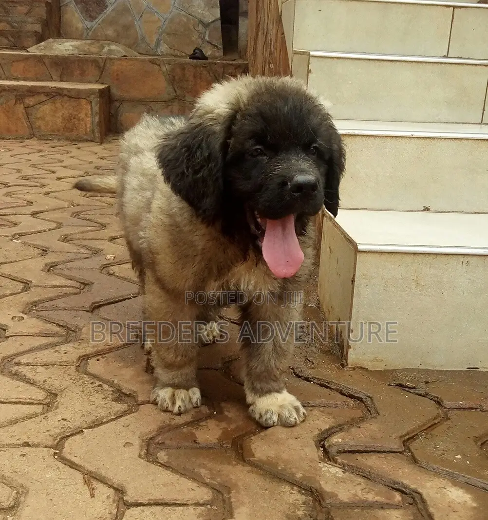 1-3 months Male Purebred Caucasian Shepherd