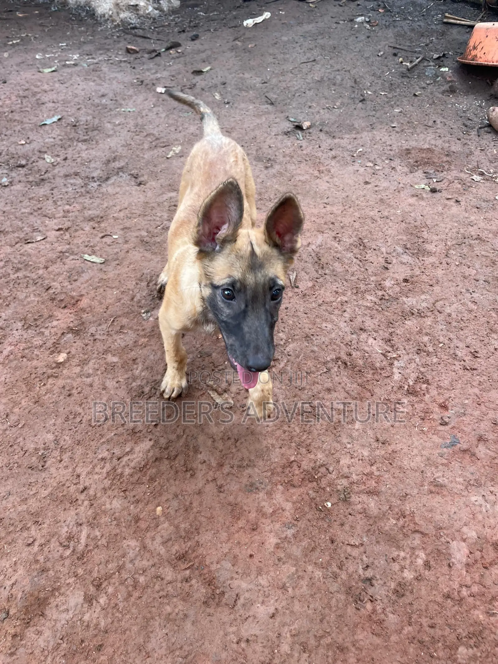 1-3 months Male Purebred Belgian Malinois