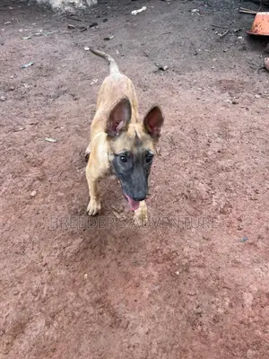 1-3 months Male Purebred Belgian Malinois