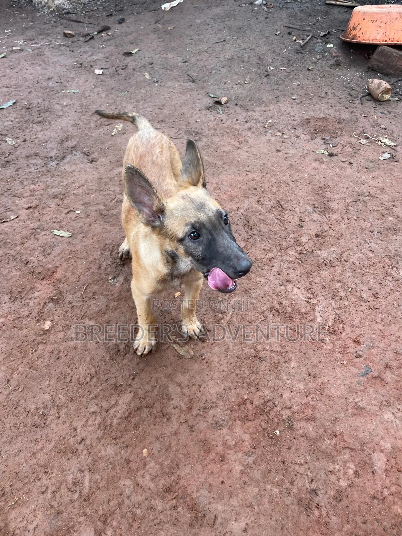 1-3 months Male Purebred Belgian Malinois