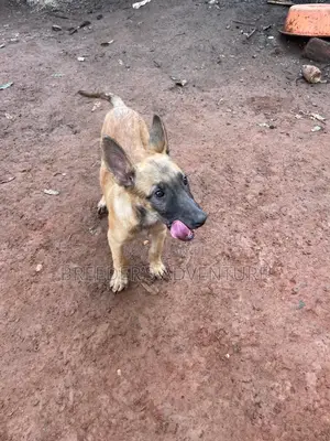 1-3 months Male Purebred Belgian Malinois