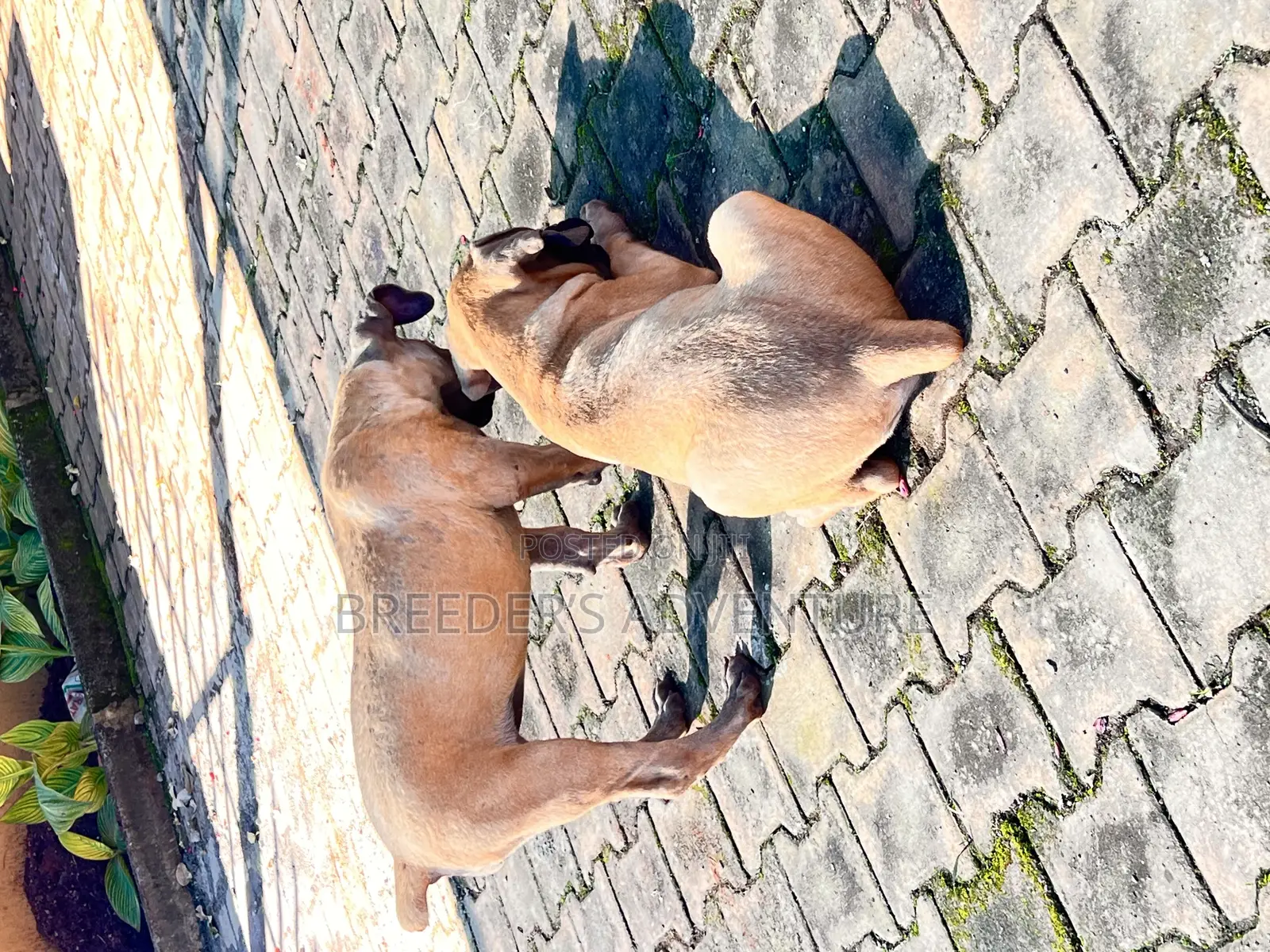 1-3 months Male Purebred Boerboel