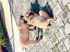 1-3 months Male Purebred Boerboel
