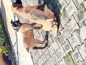 1-3 months Male Purebred Boerboel
