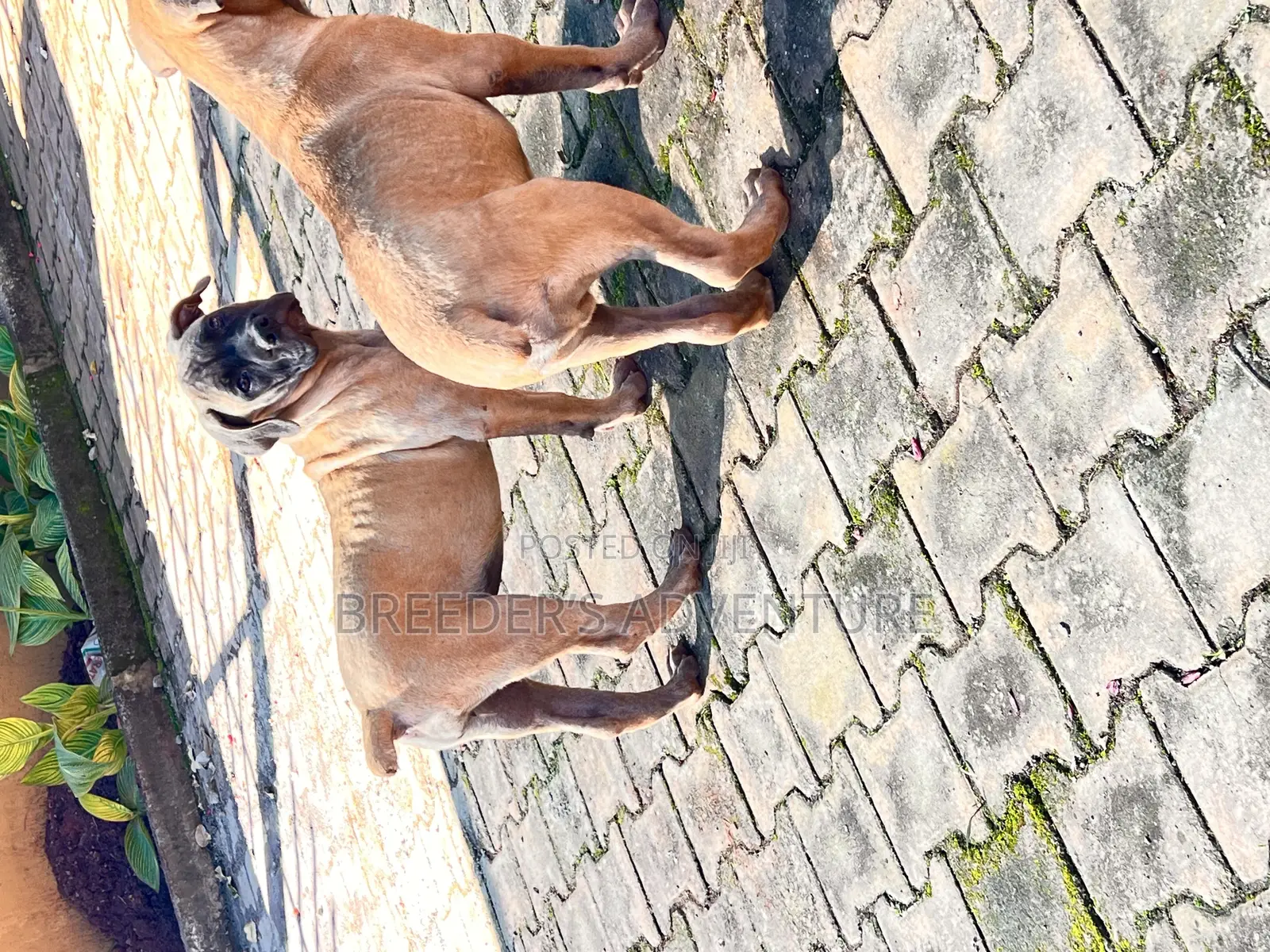 1-3 months Male Purebred Boerboel