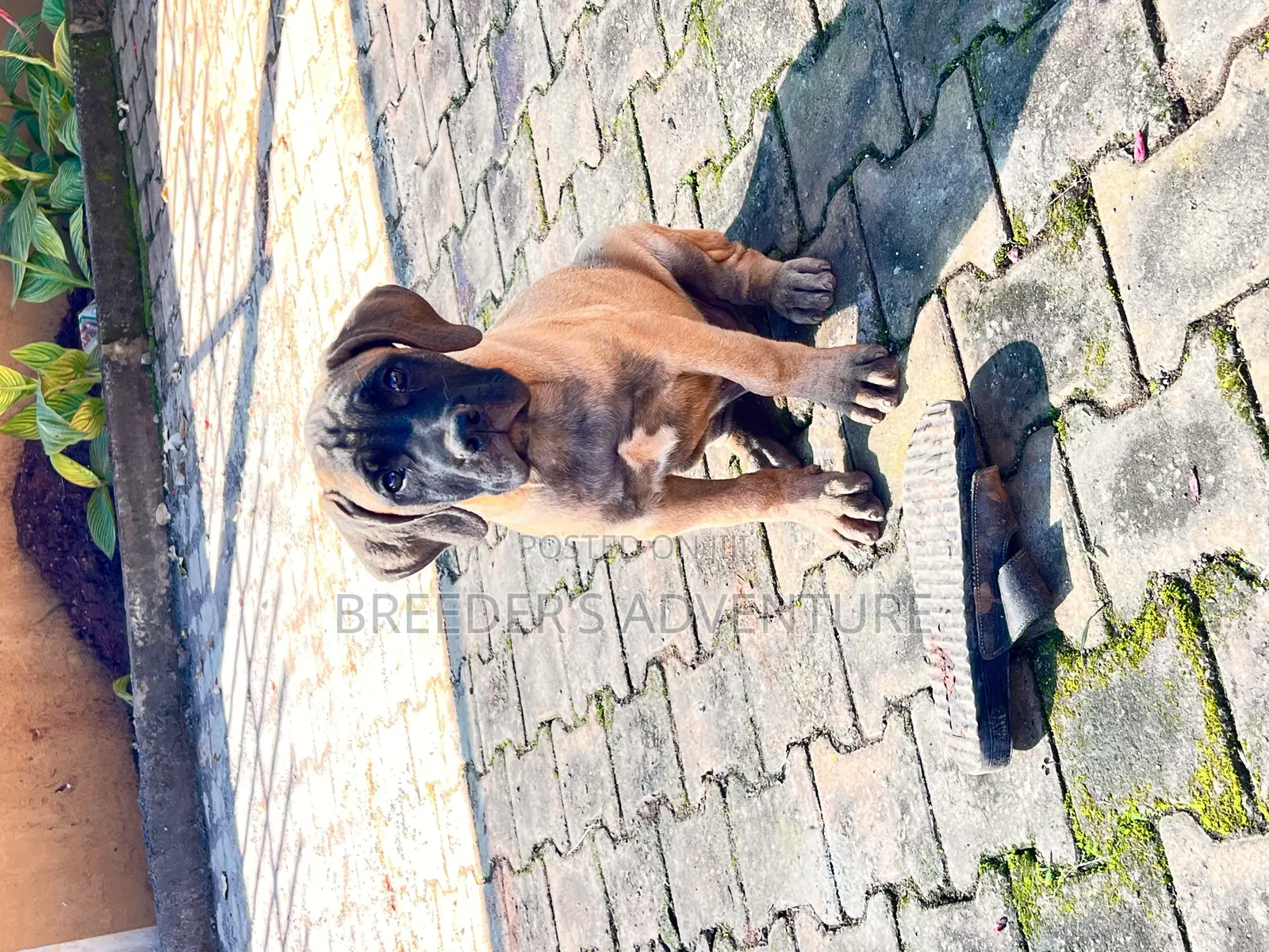 1-3 months Male Purebred Boerboel