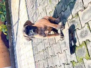 1-3 months Male Purebred Boerboel