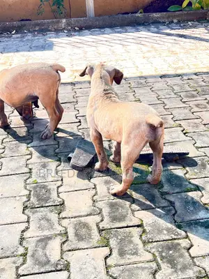 1-3 months Male Purebred Boerboel