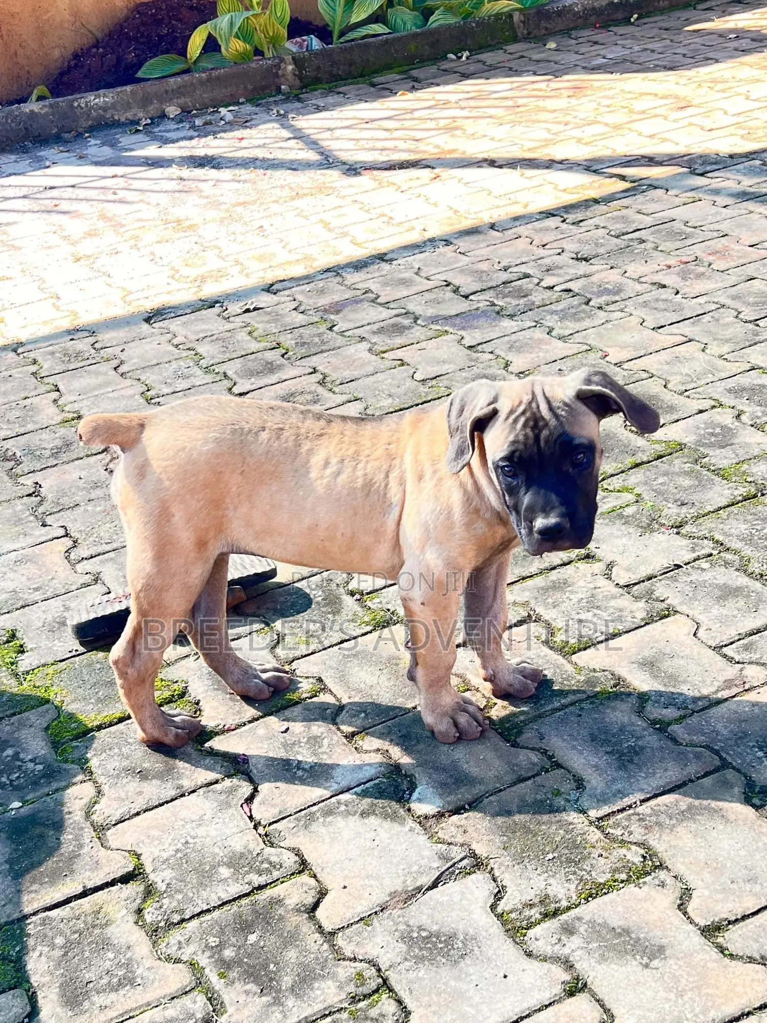1-3 months Male Purebred Boerboel