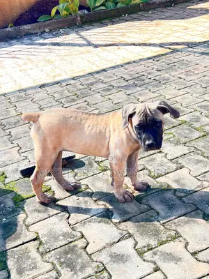 1-3 months Male Purebred Boerboel