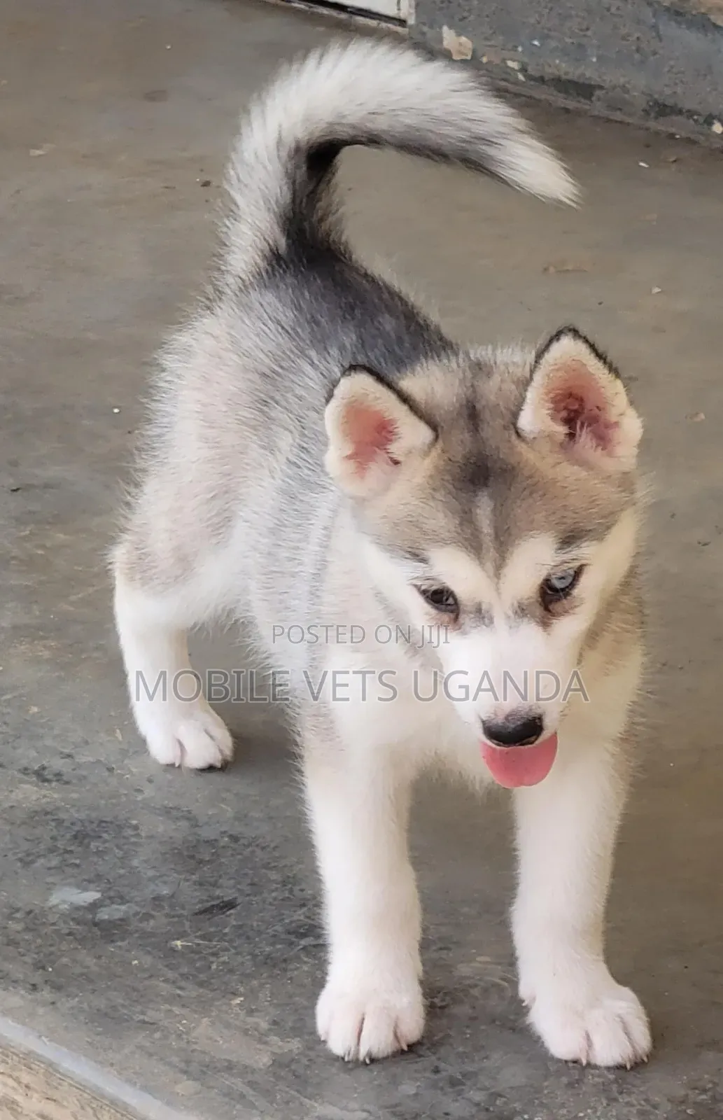 1-3 months Female Purebred Siberian Husky