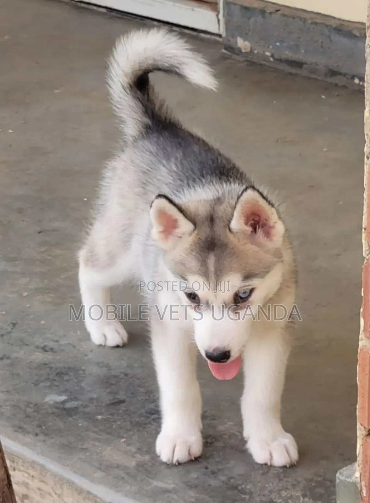 0-1 month Male Purebred Siberian Husky