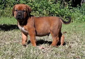 1-3 months Female Purebred Boerboel