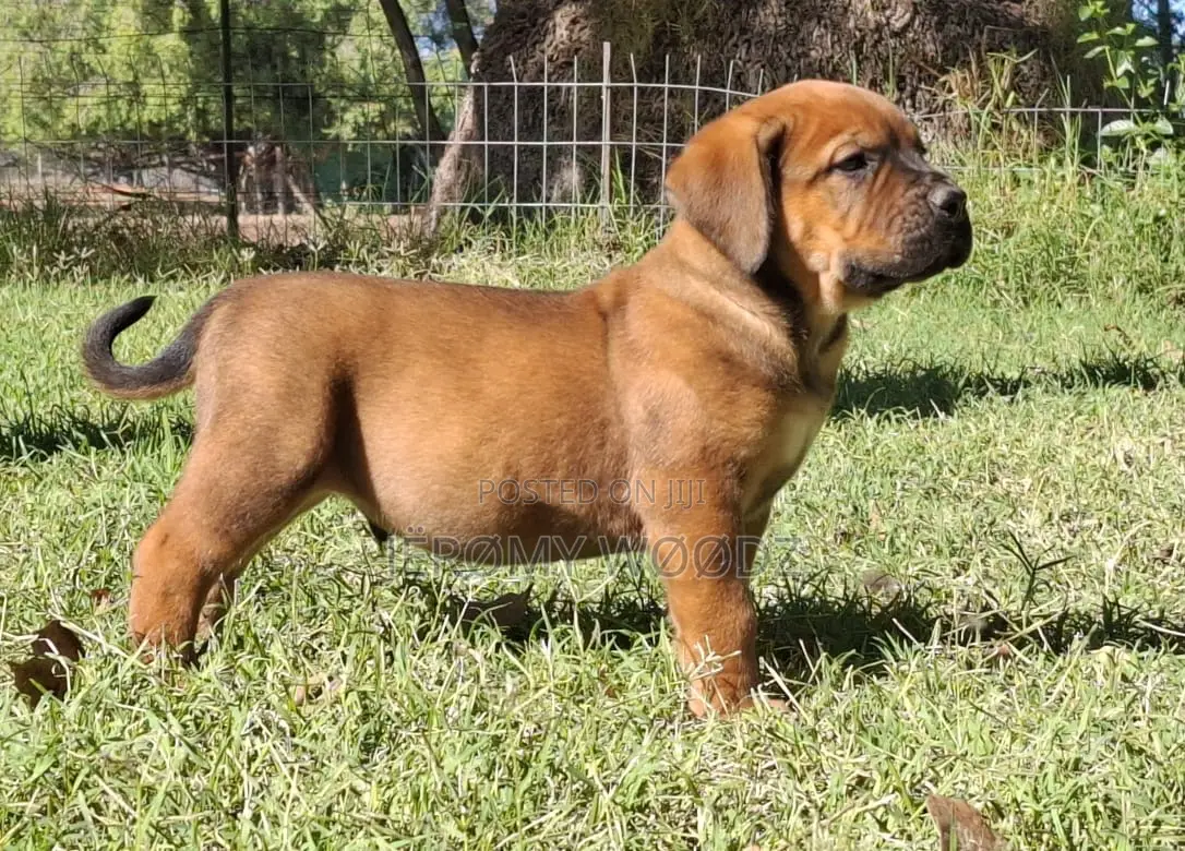 1-3 months Female Purebred Boerboel