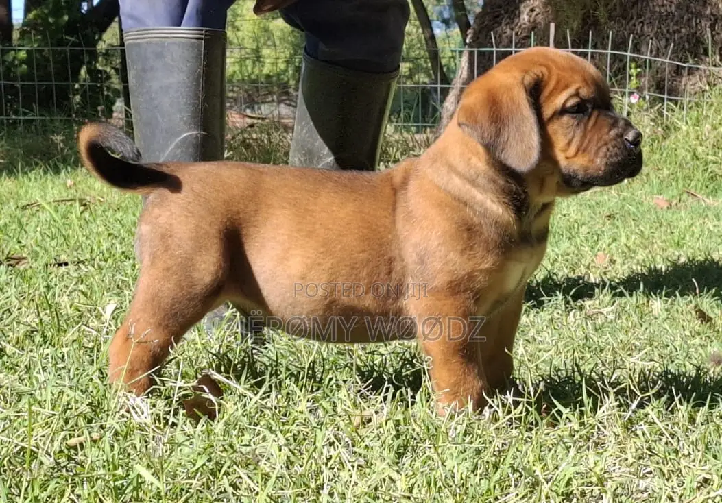 1-3 months Female Purebred Boerboel