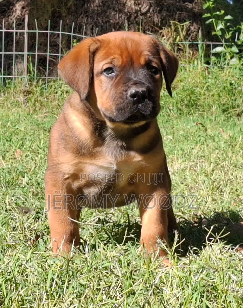1-3 months Female Purebred Boerboel