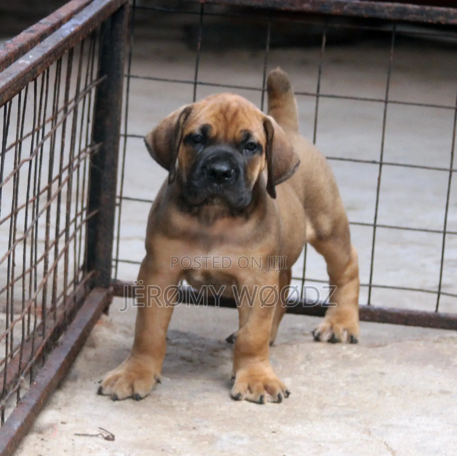 1-3 months Female Purebred Boerboel