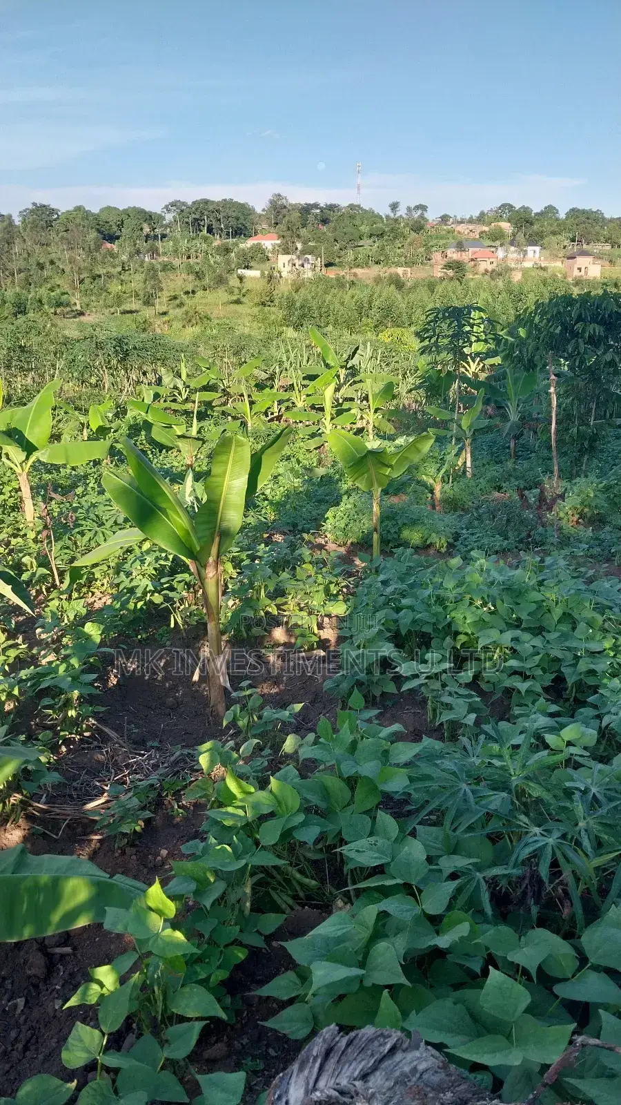 Titled Plot in Matugga Kavule