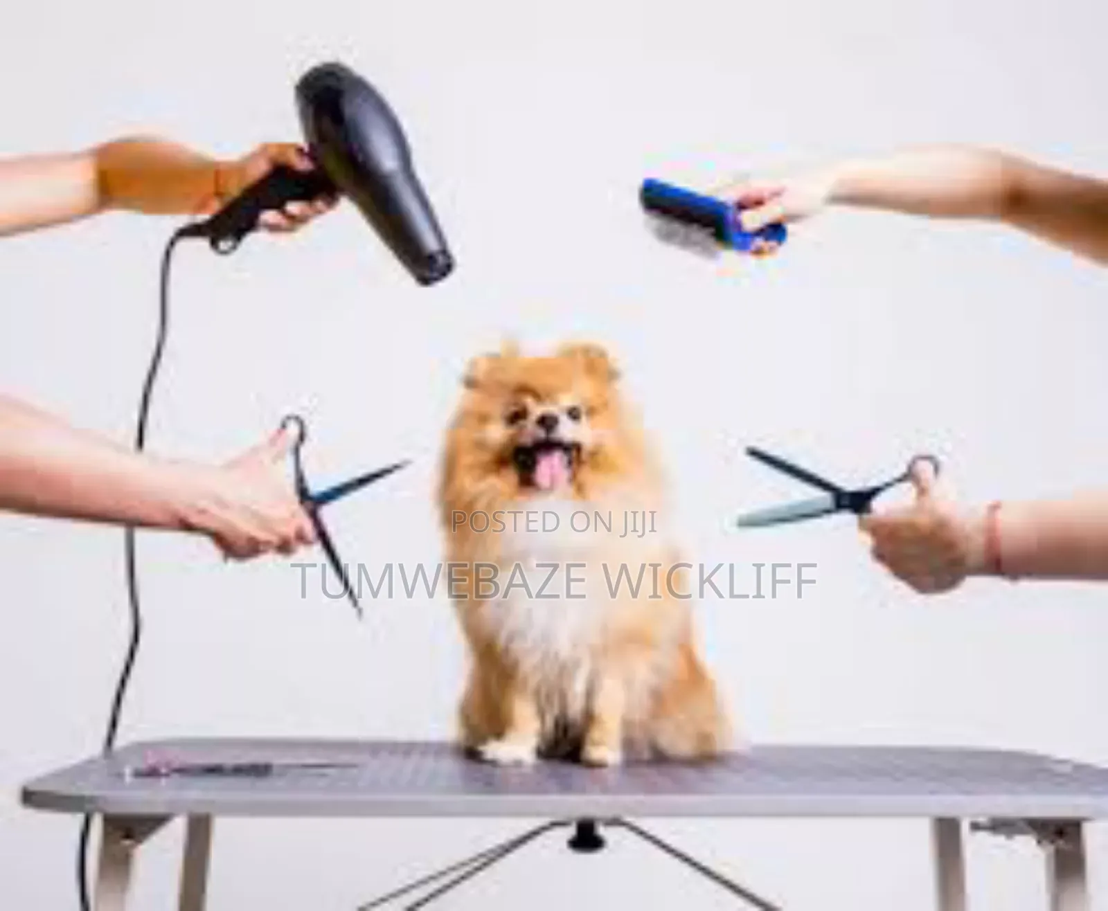 Dog Grooming