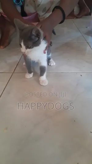 1-3 months Female Mixed Breed Exotic