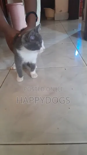 1-3 months Female Mixed Breed Exotic