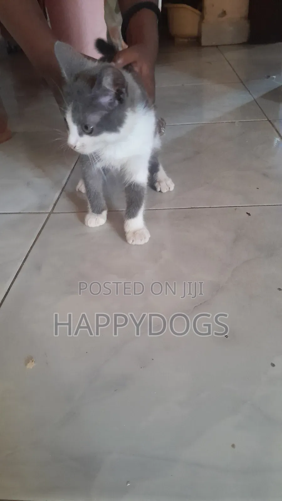 1-3 months Female Mixed Breed Exotic