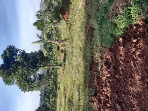 50/100ft Plots Near Kajansi-Entebbe Road at 25m Only