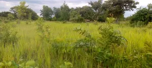 Over 6 Acres of Land on Sale in Alito Kole