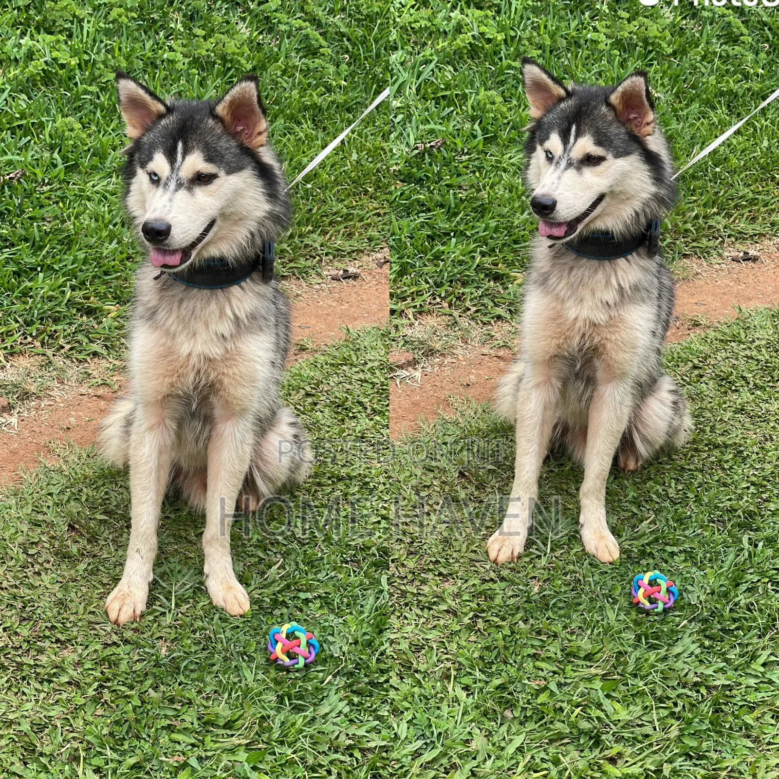 6-12 months Male Purebred Siberian Husky