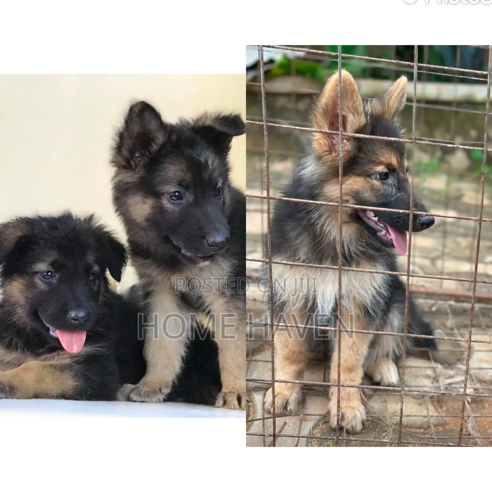 1-3 months Male Purebred German Shepherd