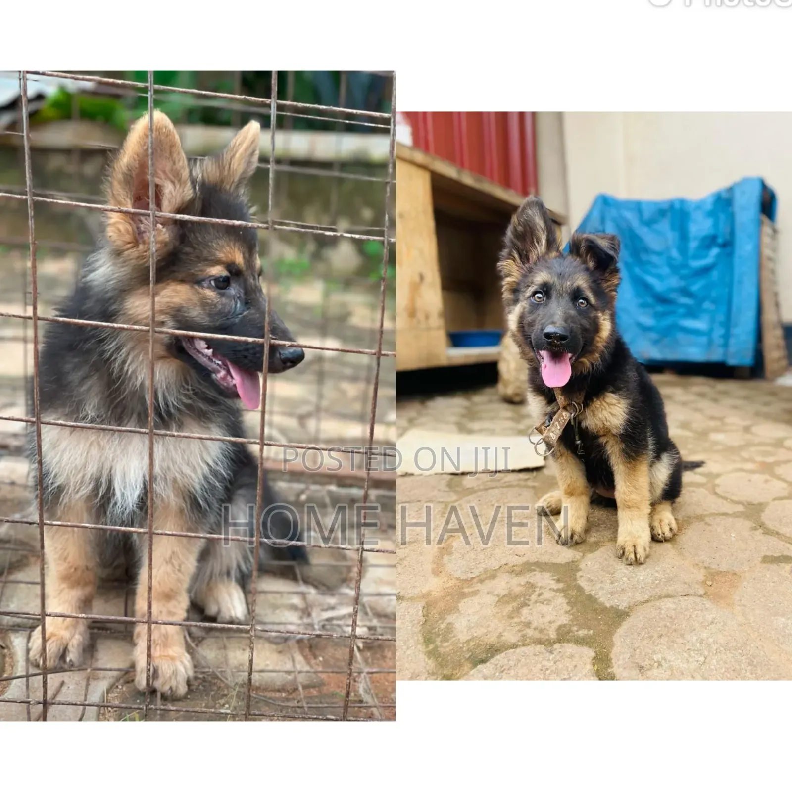 1-3 months Male Purebred German Shepherd